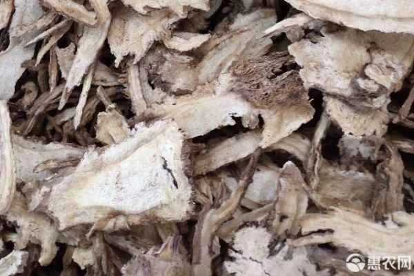 Where is the best place in China to produce angelica?