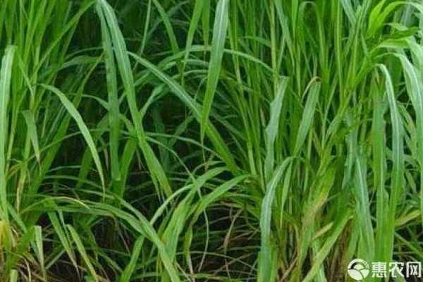 How much pasture should be planted to raise 10 cows?