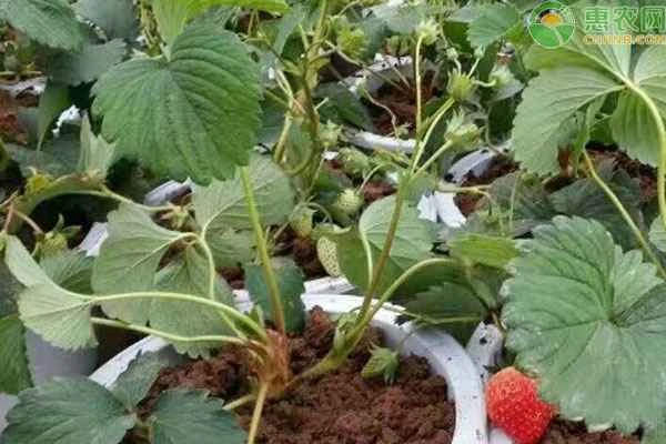 How are strawberry seedlings cultivated?