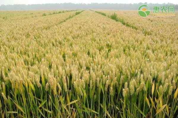 What are some disease-resistant, lodging-resistant, and high-yielding wheat varieties in Shandong?