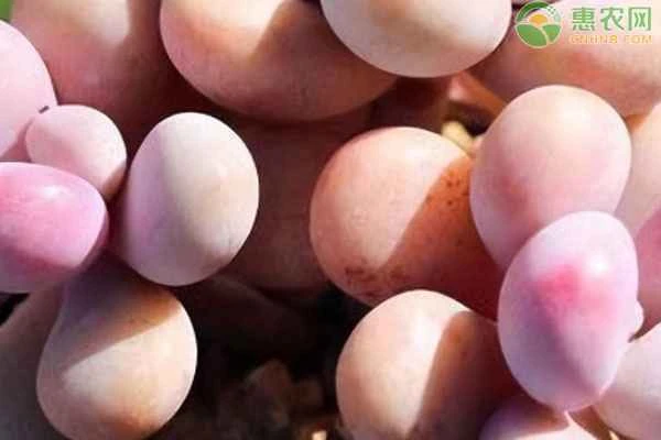 Is it good to keep succulents at home?