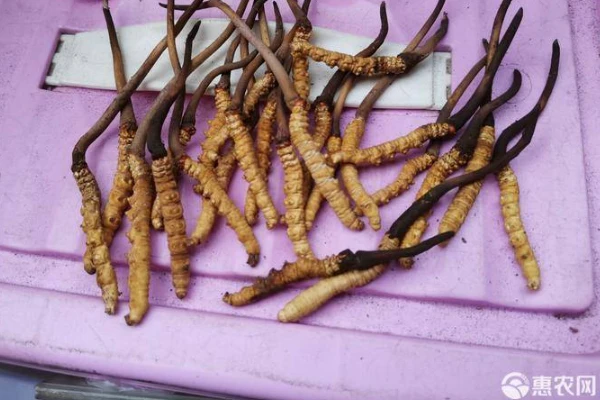 Can cordyceps be cultivated artificially?