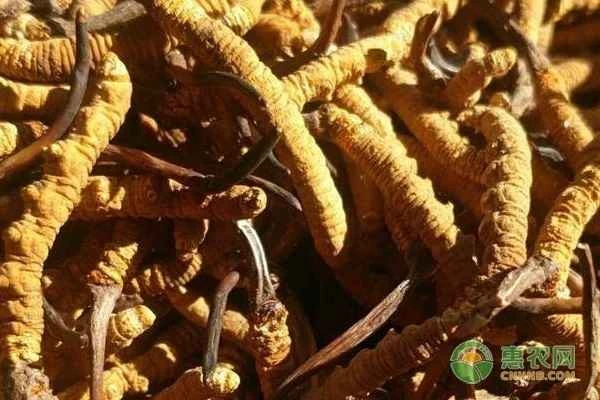 Are artificially cultivated cordyceps effective?