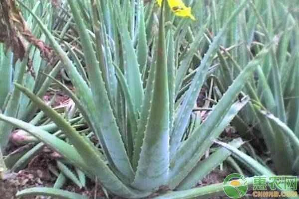 How to prevent aloe vera leaves from drooping?