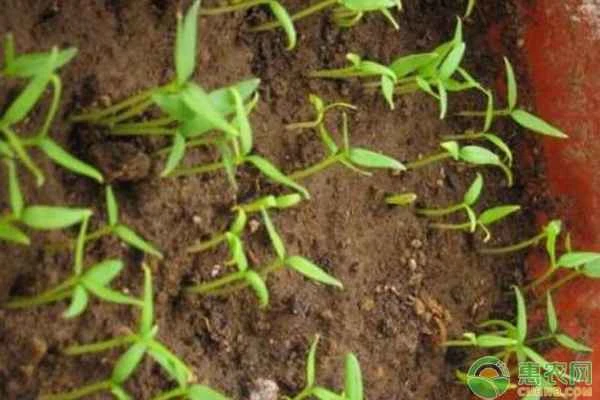 How to germinate chili seeds?