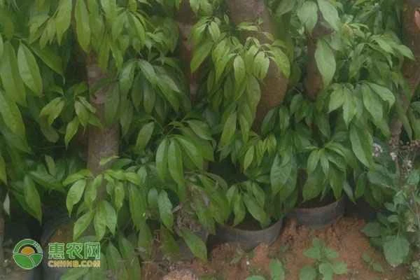 How many days after planting will lychee seedlings survive?