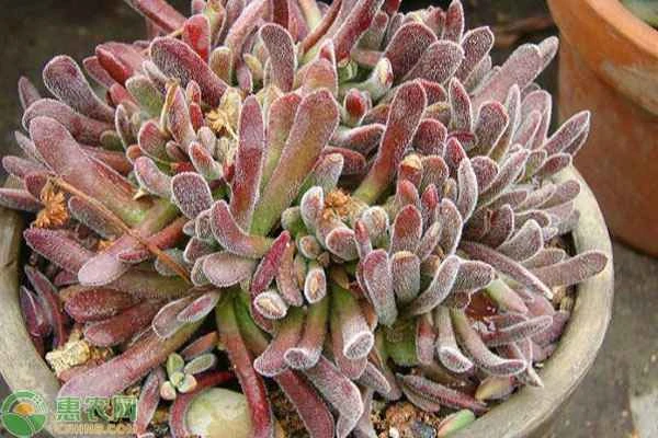 How to make succulents grow quickly?