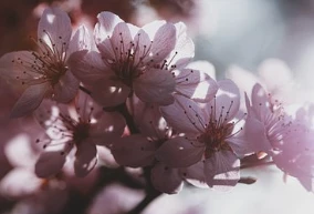 Health and Wellness: Unveiling the Secrets to Empress Wu Zetian's Longevity to 81