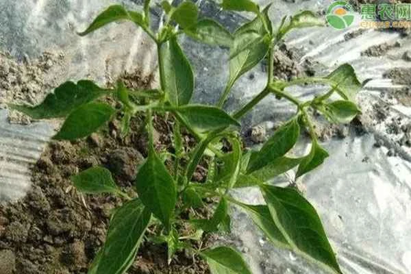 What should I do if there are many ants on my chili seedlings?
