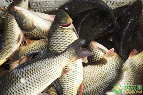 How much feed does a 1000-jin grass carp need to eat in a day?