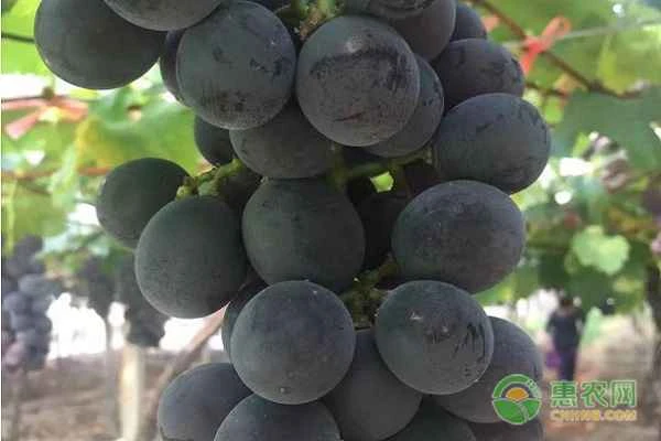 Black King grape variety introduction