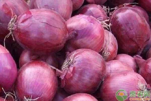 Do onion epidermal cells contain chloroplasts?