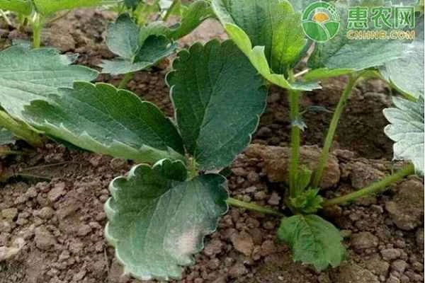 How to transplant strawberry seedlings?