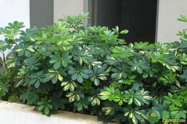 What are the cultivation methods and precautions for the Schefflera heptaphylla?
