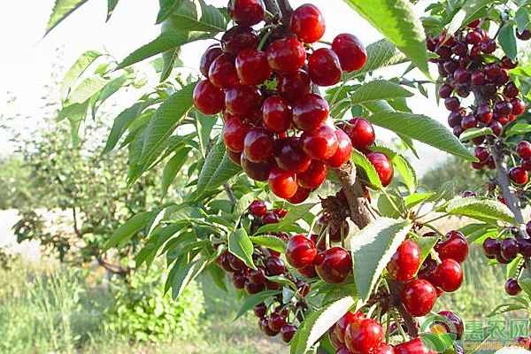 Can cherries be grown in Guangdong?