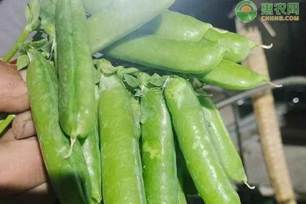 Is it okay to plant peas in August?