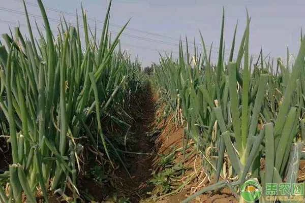 When is the best time to plant scallions?