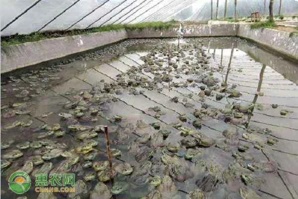 What level of protection does the waterhen belong to?