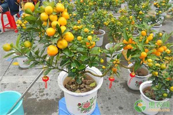 Kumquat tree pruning steps
