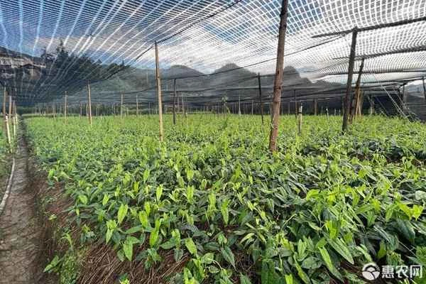 How many years does it take to harvest golden olives?