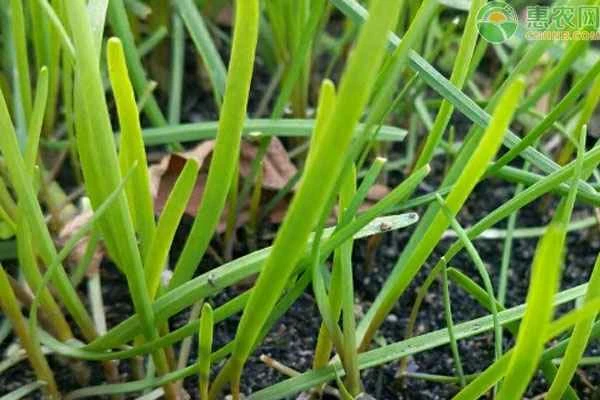 What fertilizer is best for chives to grow?