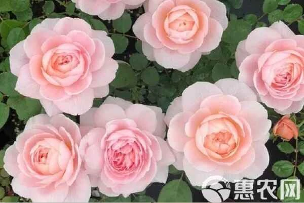 What kind of soil is best for planting roses?