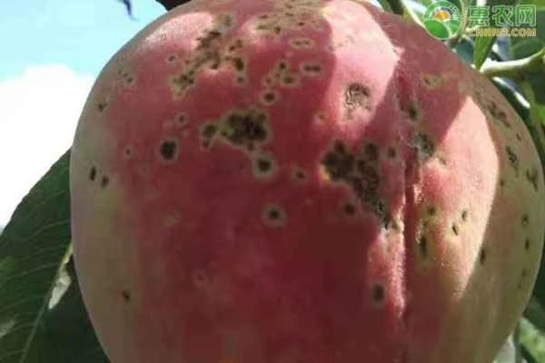 What should I do if my peach has black spots?