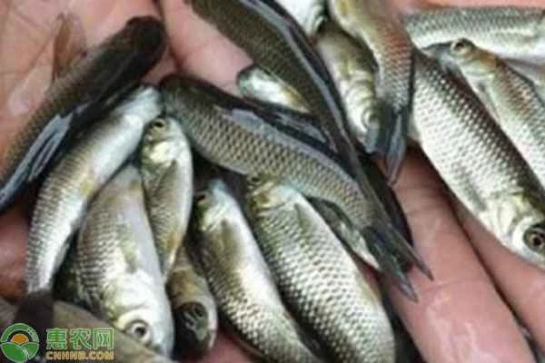 When is the best time to release grass carp fry?
