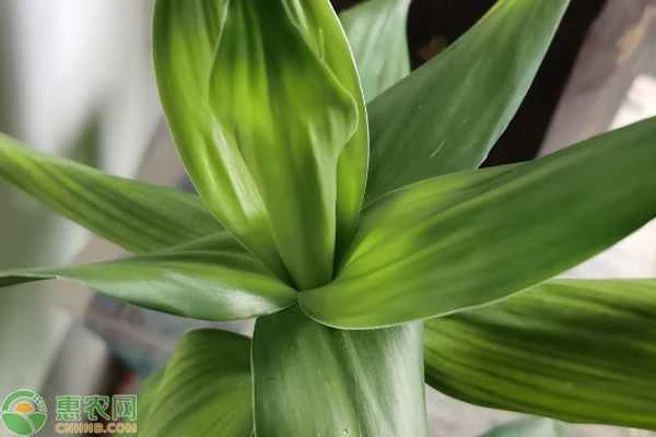 What's the best thing to add to the water when growing lucky bamboo?