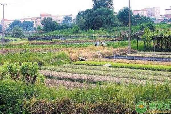 What are the requirements for the new round of returning farmland to forest?