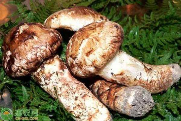 Can matsutake mushrooms be cultivated artificially?