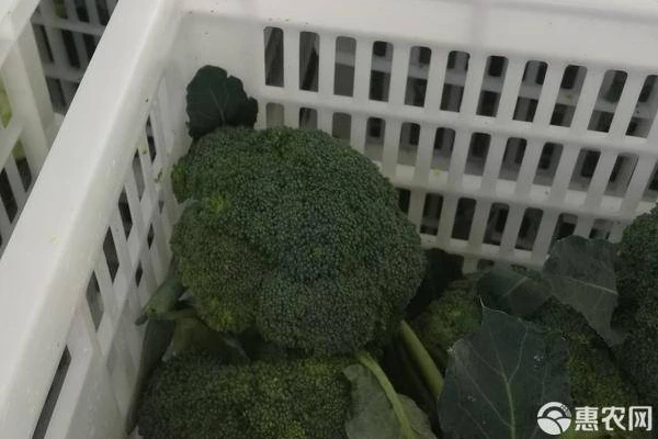 What vegetables are suitable to plant in autumn?