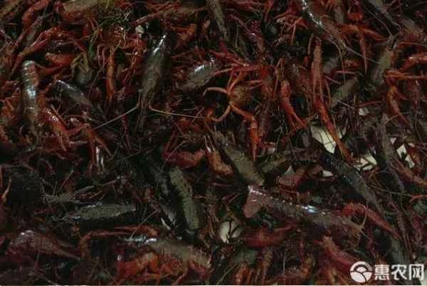 What are the environmental requirements for crayfish growth?