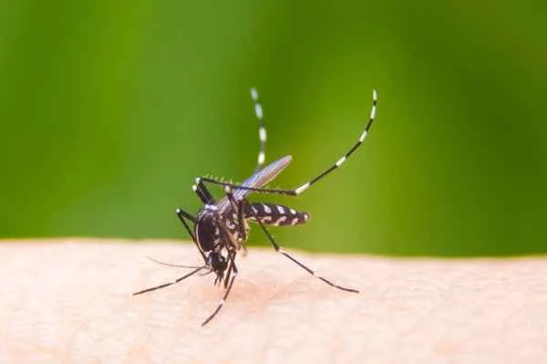 Mosquito bites causing itching all over the body may indicate four diseases.