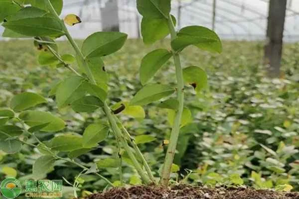 How do blueberry seedlings propagate?