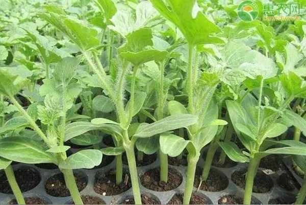 When should watermelon seedlings be started?