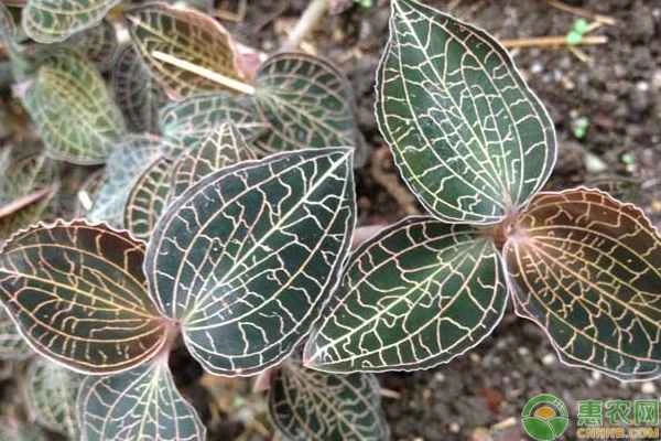 What conditions are needed to grow Anoectochilus roxburghii?