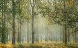 Five daily habits to prevent hair from turning gray