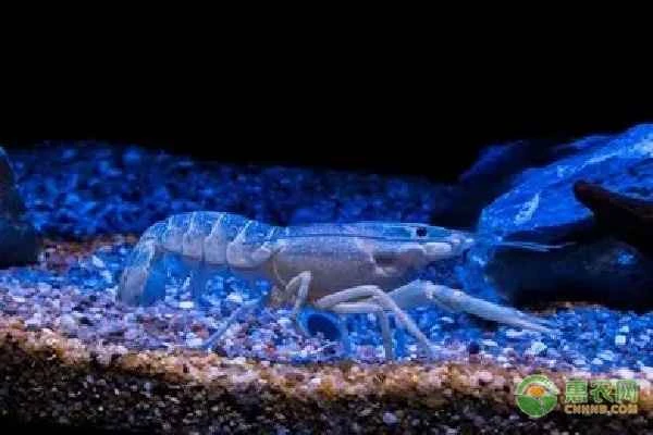 Blue Lobster Variety Introduction