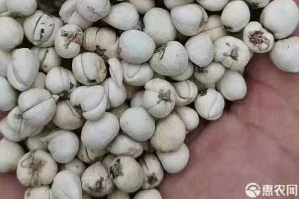 Fritillaria cultivation techniques and yield per mu