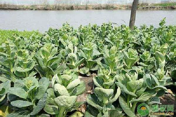 How to plant and manage Chinese cabbage?