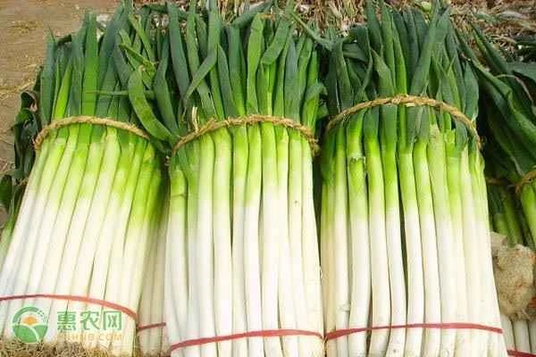 What are the best ways to store scallions in winter?