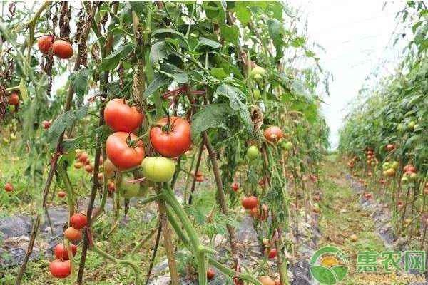 What are the taboos in growing tomatoes?