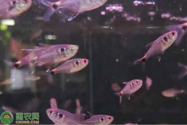 How big can a gouramis grow?