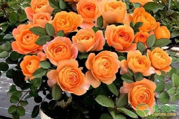 What to do if aphids appear on flowers?