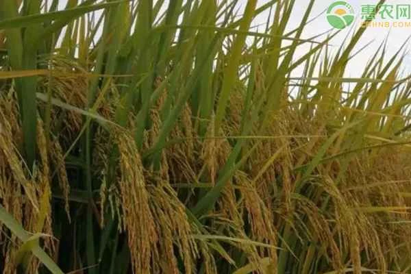 In what ways is agriculture important?