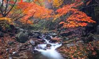 Health Tips: How to Adjust Your Diet for Summer Fatigue and Poor Appetite?