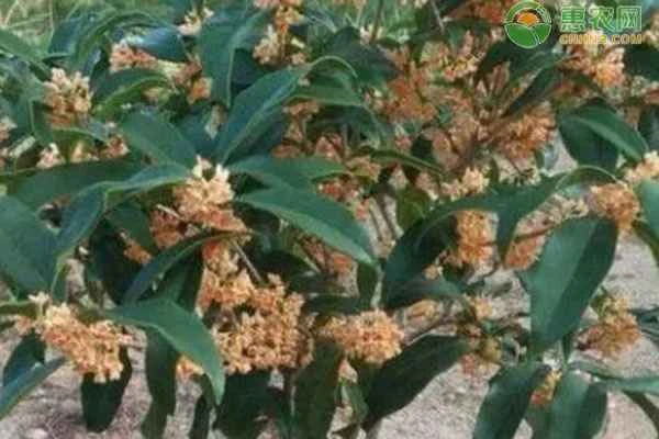 How to care for an osmanthus tree?