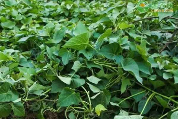 What crops can be planted in the south in autumn?