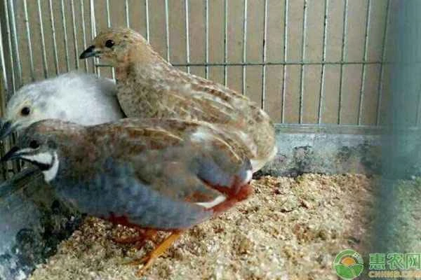 What is the incubation temperature for rutin chickens?